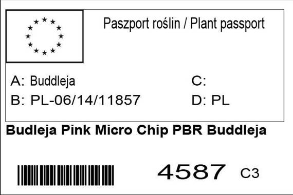 Budleja Pink Micro Chip PBR Buddleja