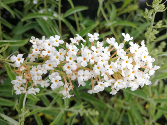 Budleja Tricolor 3 sadzonki, WHITE PROFUSION, ROYAL RED, BLACK KNIGHT 