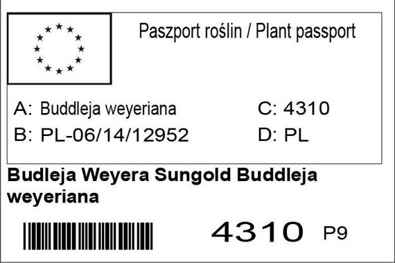 Budleja Weyera Sungold Buddleja weyeriana