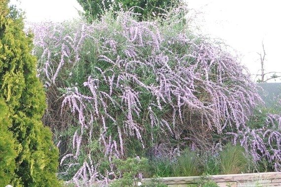 Budleja skrętolistna Buddleja alternifolia