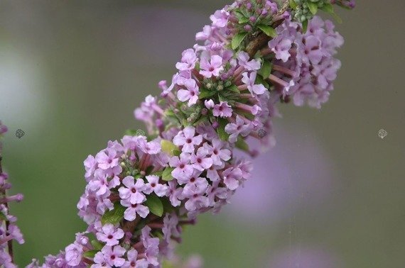 Budleja skrętolistna Buddleja alternifolia