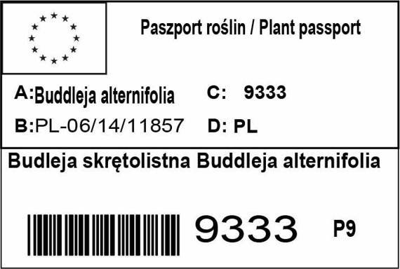 Budleja skrętolistna Buddleja alternifolia