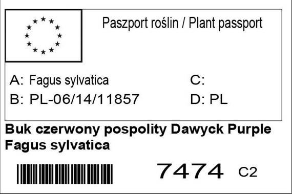 Buk czerwony pospolity Dawyck Purple Fagus sylvatica