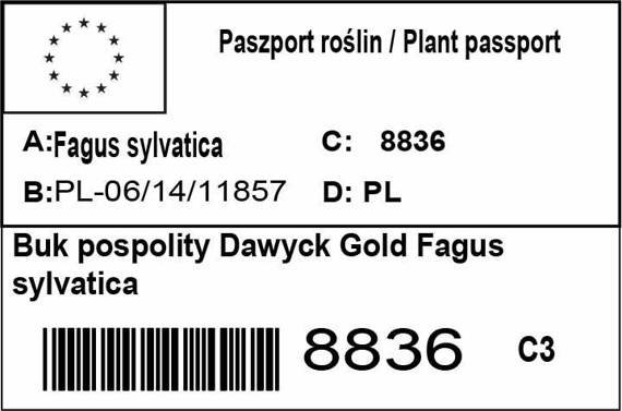 Buk pospolity Dawyck Gold Fagus sylvatica