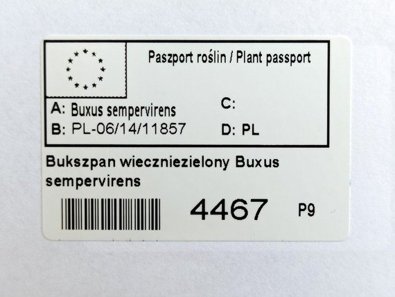 Bukszpan wieczniezielony Buxus sempervirens