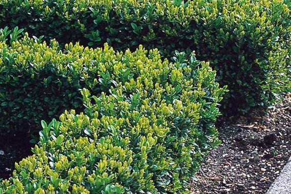 Bukszpan wieczniezielony Buxus sempervirens