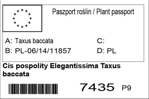 Cis pospolity Elegantissima Taxus baccata