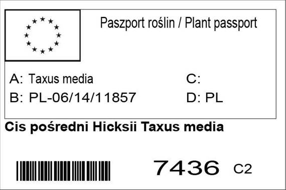 Cis pośredni Hicksii Taxus media