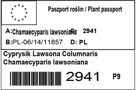 Cyprysik Lawsona Columnaris Chamaecyparis lawsoniana