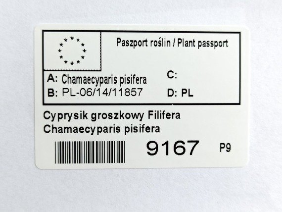 Cyprysik groszkowy Filifera Chamaecyparis pisifera