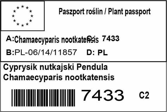 Cyprysik nutkajski Pendula Chamaecyparis nootkatensis