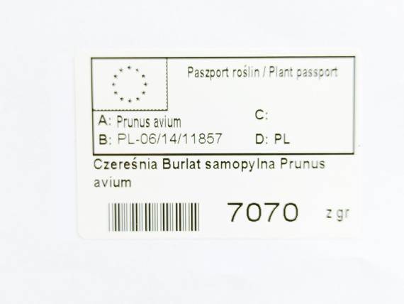 Czereśnia Burlat Prunus avium
