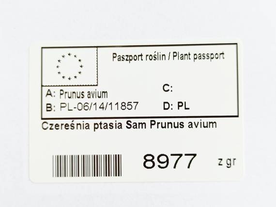 Czereśnia ptasia Sam Prunus avium