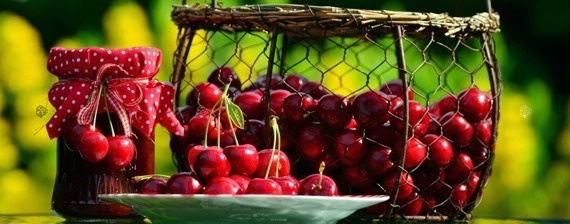 Czereśniowiśnia Hortensja Prunus hortesya