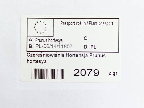 Czereśniowiśnia Hortensja Prunus hortesya