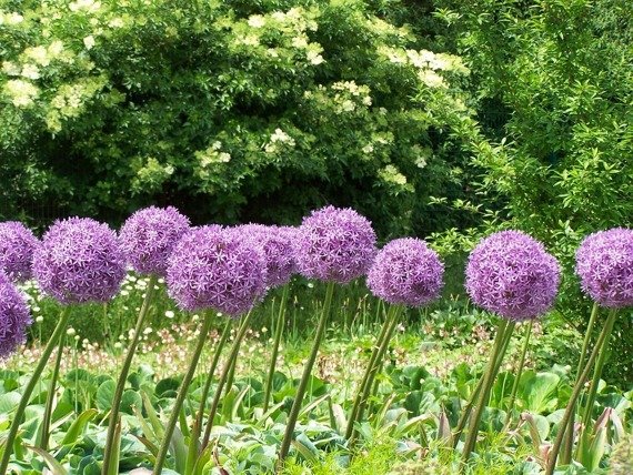 Czosnek olbrzymi Allium giganteum