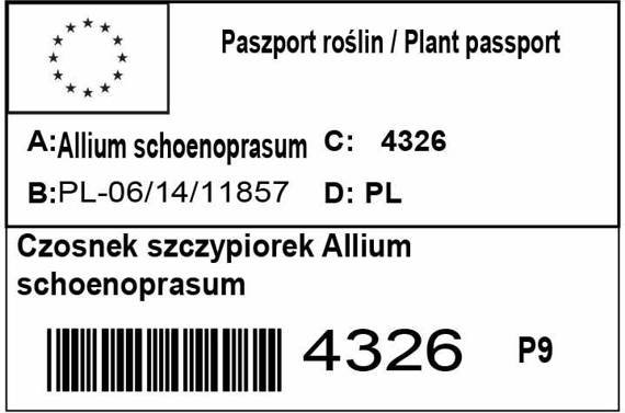 Czosnek szczypiorek Allium schoenoprasum