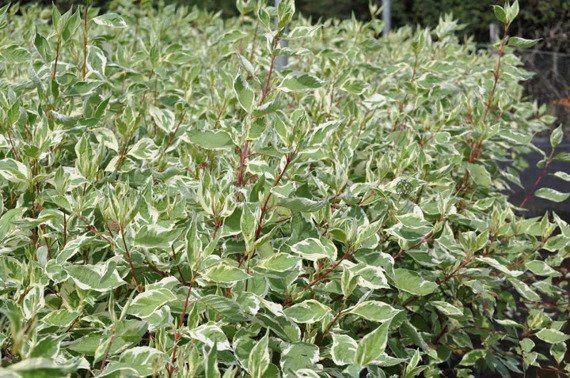 Dereń biały Elegantissima Cornus alba