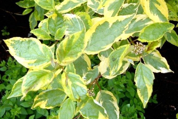 Dereń biały Spaethii Cornus alba