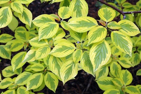 Dereń biały Spaethii Cornus alba