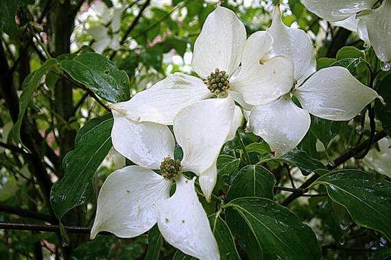 Dereń kousa Cornus kousa