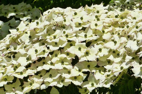 Dereń kousa Cornus kousa