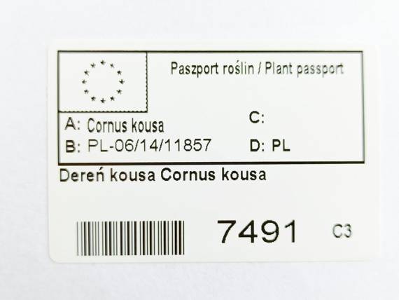 Dereń kousa Cornus kousa