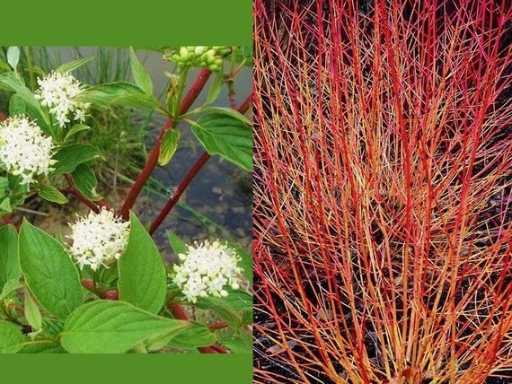 Dereń świdwa Winter Beauty Cornus sanguinea