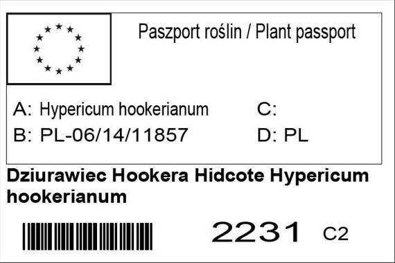 Dziurawiec Hookera Hidcote Hypericum hookerianum