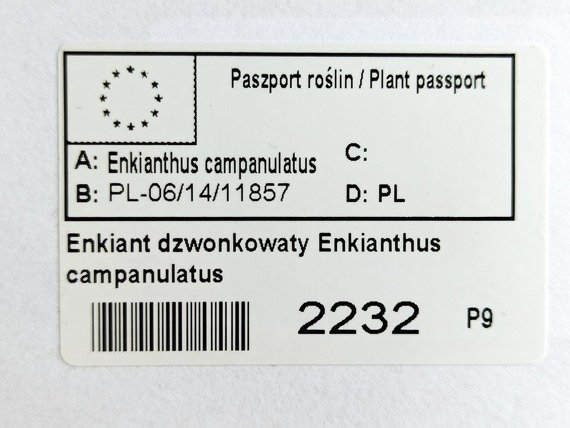 Enkiant dzwonkowaty Enkianthus campanulatus