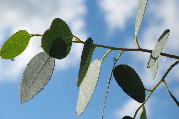 Eukaliptus górski Eucalyptus gunni