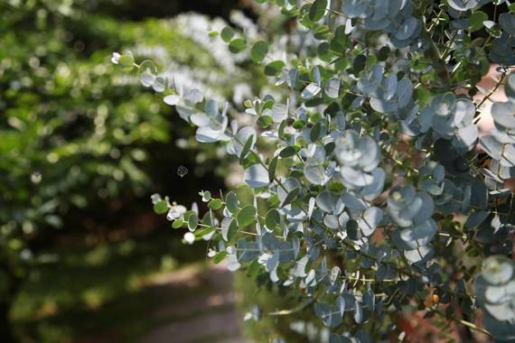 Eukaliptus górski Eucalyptus gunni