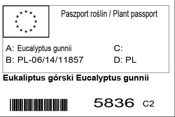 Eukaliptus górski Eucalyptus gunni