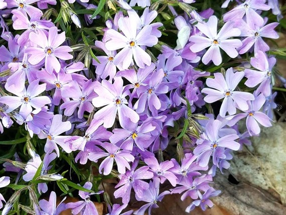 Floks Emerald Cushion Blue Phlox subulata