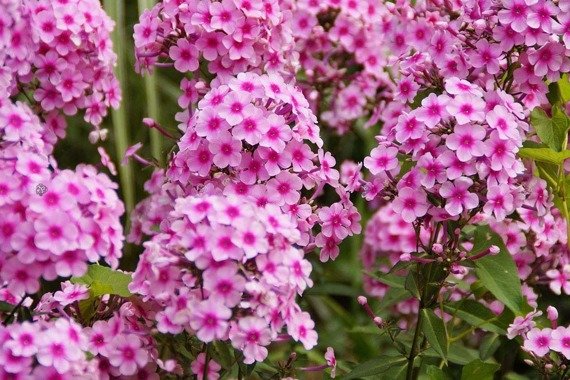 Floks wiechowaty Bright Eyes Phlox paniculata