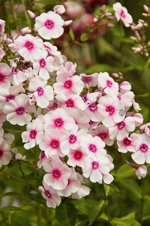 Floks wiechowaty Bright Eyes Phlox paniculata