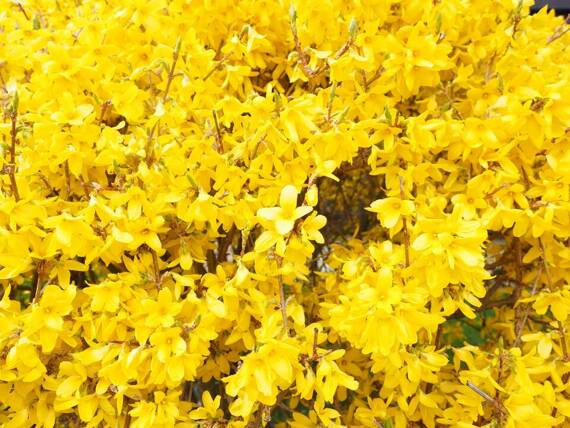 Forsycja Goldrausch Forsythia