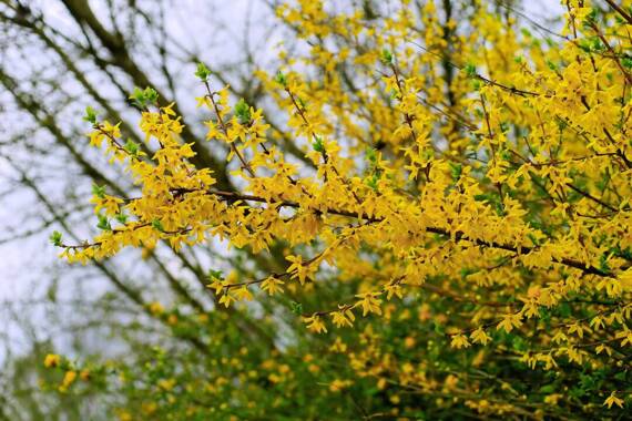 Forsycja Goldrausch Forsythia