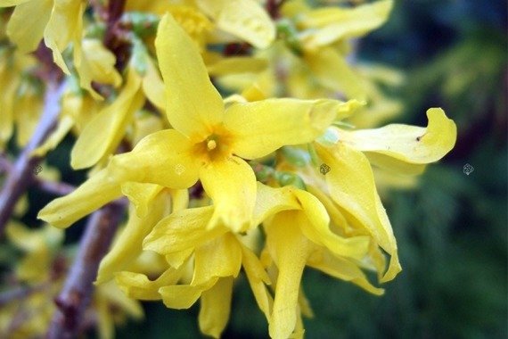 Forsycja pośrednia Golden Times Forsythia intermedia