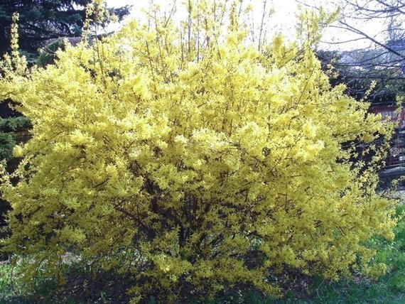 Forsycja pośrednia Goldzauber Forsythia intermedia