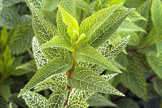 Forsycja zielona Kumson Forsythia viridissima