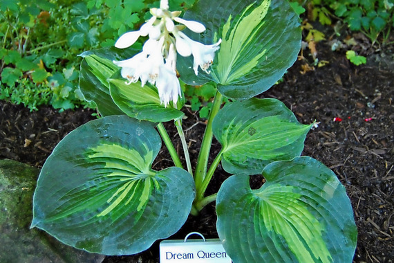 Funkia Dream Queen Hosta