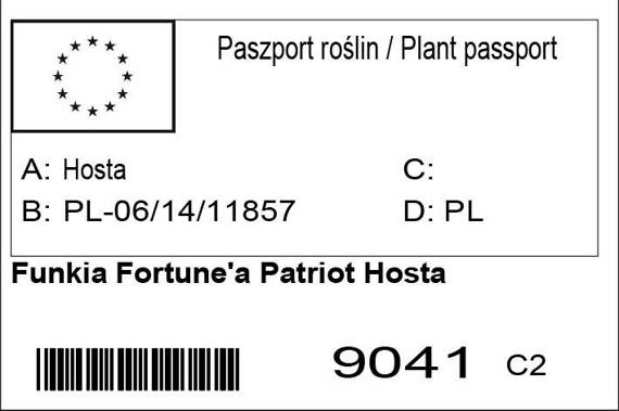 Funkia Fortune'a Patriot Hosta fortunei