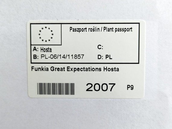 Funkia Great Expectations Hosta