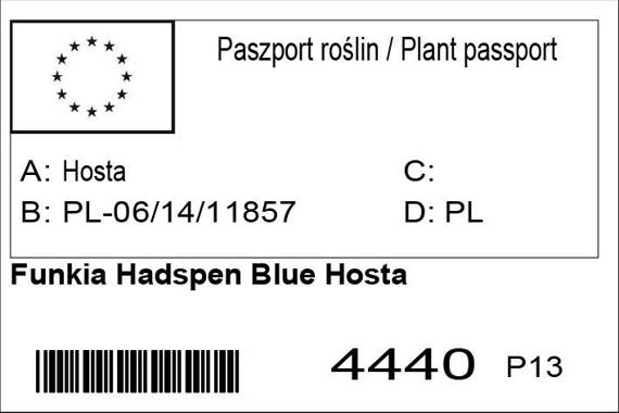 Funkia Hadspen Blue Hosta