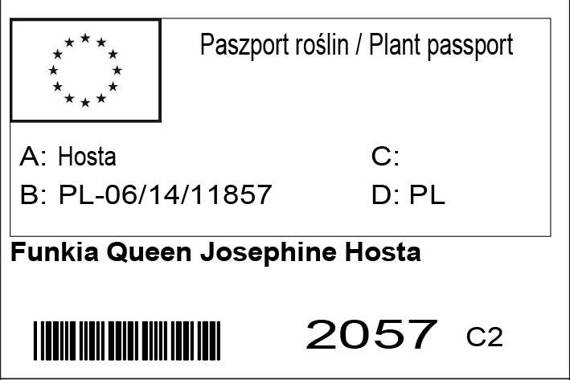 Funkia Queen Josephine Hosta