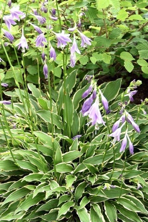 Funkia Stiletto Hosta 