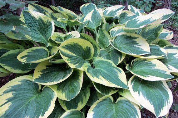 Funkia Wide Brim Hosta