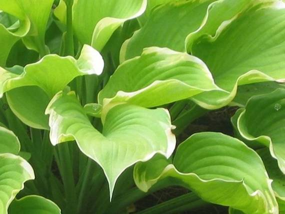 Funkia Winter Snow Hosta