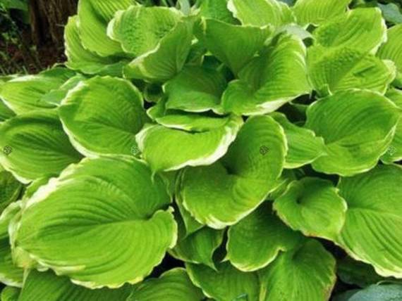 Funkia Winter Snow Hosta